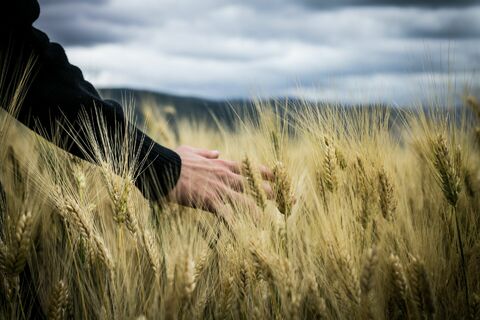 Sdílíme článek iRozhlasu o šetrném zemědělství na vrácené církevní půdě